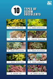 succulent sedum plant varieties