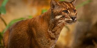 Kucing hutan atau yang disebut kucing liar ini banyak sekali jenisnya, seperti: Baca Harga Kucing Hutan Jenis Dan Cara Merawatnya Lengkap