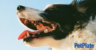 dog dental care 101 how to care for