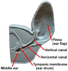 ear infections mar vista