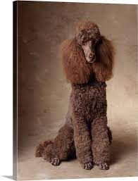 brown standard poodle large solid faced canvas wall art print great big canvas