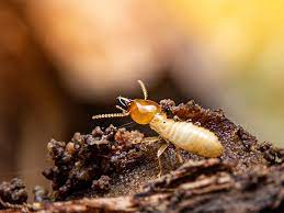 Harvester Termite Pest Control