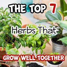 7 Herbs That Thrive Together In Pots