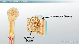 compact bone function structure