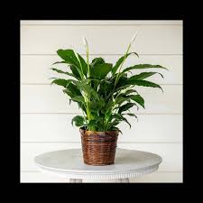 peace lily spathiphyllum care white