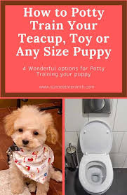 how to potty train a teacup puppy