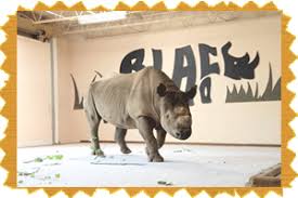 ricko the rhino gets some new pals