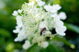 When bees go from flower to flower collecting pollen they are also depositing pollen grains onto the flowers, thus pollinating them. How To Attract Bees And Other Pollinators To Your Garden