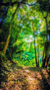 forest t cb blur photo editing