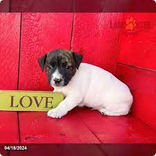 https://www.lancasterpuppies.com/breeds/jack-russell-terrier/puppy/rover-4 gambar png