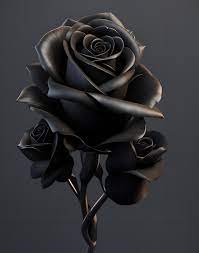 beautiful black rose images