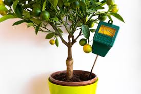 how to grow indoor citrus