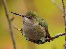 Where do hummingbirds go at night?
