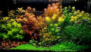 The scale goes from 0 to 14 with water being less acidic the higher the number is, and a ph of 7 peat moss is acidic and high in tannins. How To Reduce Water Hardness In Aquarium Aquarium Adviser
