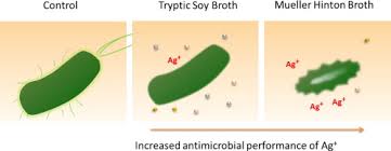 antimicrobial susceptibility testing