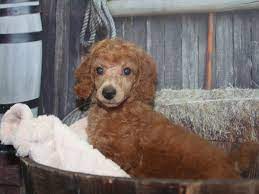 miniature poodle dog female red 3717547