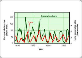 This Graph Shows How The Lynx And Snowshoe Hare Populations