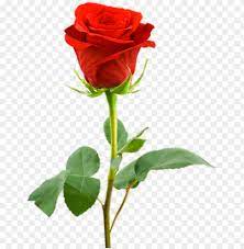 single rose flower hd png transpa