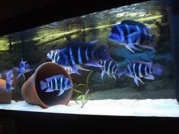 Frontosa Cichlid Tank Tropical Fish Aquarium Cichlid