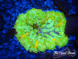 ultra maxi mini carpet anemones