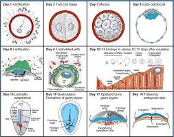 Bentuk blastula ditandai dengan mulai adanya perubahan sel dengan. Https Media Neliti Com Media Publications 129210 Id Konsep Dasar Embriologi Tinjauan Teoreti Pdf