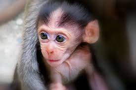 watch baby monkeys shed light on the