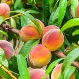 what-kind-of-peaches-are-grown-in-oklahoma
