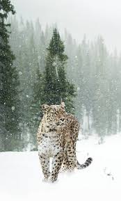 winter leopard hd phone wallpaper