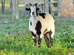 Fainting Goat Facts