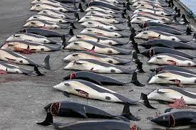 norway s slaughtered whales are being