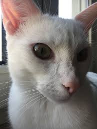 Zo vind jij gemakkelijk de naam die het beste past bij jouw huisdier! Pin Van Nina Chealy Op My Lovely Cats Witte Katten Katten