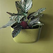 eco wall planter olive year round
