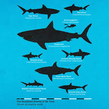Shark Comparison Chart Shark Chart Shark Comparison Shark