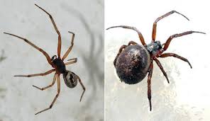 Black widows are found in temperate regions throughout the world, including the united states, southern europe like many spiders, the black widow spider eats other arachnids and insects that get caught in their webs. False Widow Spiders Natural History Museum