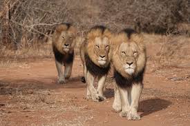 The three big cats of africa which everyone knows, but also seven smaller wild cats. Celebrate The Lion King With A Chance To Win An Adventures By Disney South African Safari Vacation Disney Parks Blog