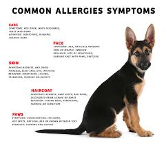manage allergic dermais in dogs