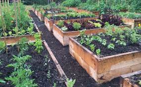 Believe it or not, it's not impossible to grow your own vegetable garden with yields of this nature. How To Start A Vegetable Garden Gardening For Beginners