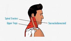 For more anatomy content please follow us and visit our website: Neck Training How To Build A Thicker Neck