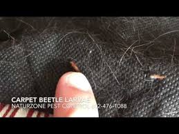 carpet beetle larvae inside home