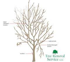 Best voted tree services in buford, georgia. Tree Service Buford Ga Tree Removal Service