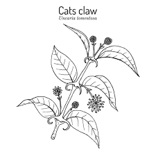 100 000 cats claw vector images