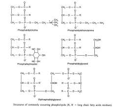 compound lipids phospholipids
