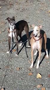 They're a vastly overlooked breed, so many (thousands) dying every year. Pair Of Adorable Purebred Italian Greyhounds For Adoption Near Seattle Wa Pet Re Homing Pet Adoptions Pet Taxi Services Pet Cleaning