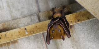 bat control how to get rid of bats