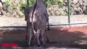 Zebra sex video