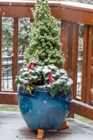 Potted Evergreens In The Winter