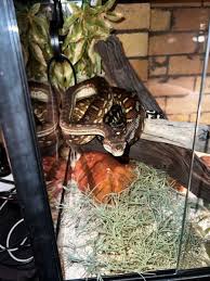 carpet python enclosure reptiles