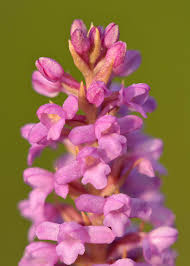 Gymnadenia odoratissima - Wikipedia