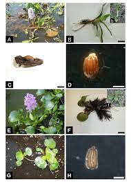 A-H. A-D. Eichhornia azurea. A. Planta; B. plântula, b. plântula com... |  Download Scientific Diagram
