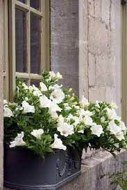 Maybe you would like to learn more about one of these? Entre Ciel Terre White Flowers White Gardens Window Boxes